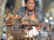 Ptačí chřipka se v Číně rychle šíří