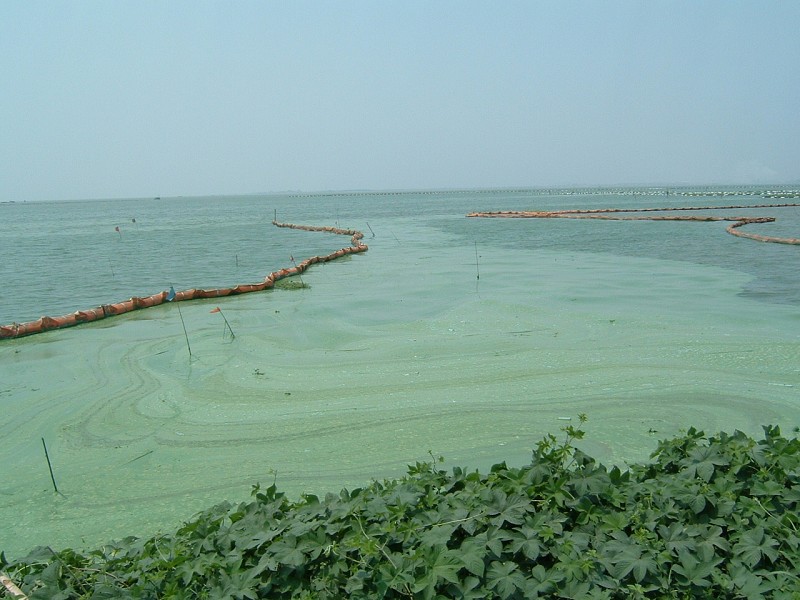 Modro-zelené řasy zamořily v srpnu jezero Taihu. (Wu Lihong/Velká Epocha)