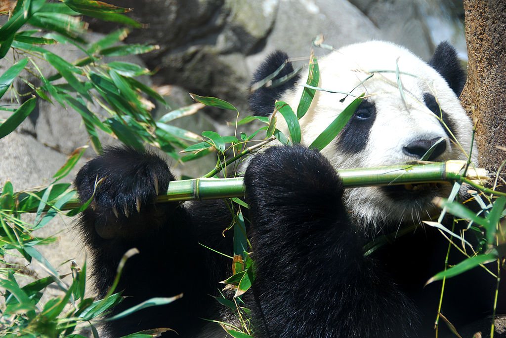 Panda požírající bambus. Získání pandy pro pražskou zoo by se neobešlo bez citelných výdajů a možných politických tlaků čínské strany. (Fernando Revilla/Wikimedia Commons)