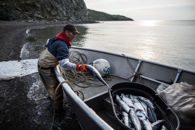 Rybář omývá čerstvě uloveného lososa v Newtoku na Aljašce; 1. července 2015. (Andrew Burton / Getty Images)