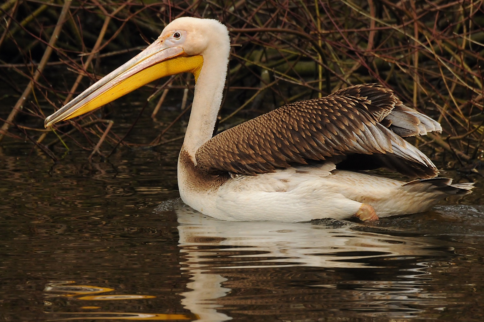 Testy ukážou, zda přišli do hejna pelikánky nebo pelikáni. (Richard Viduna / Zoo Jihlava)