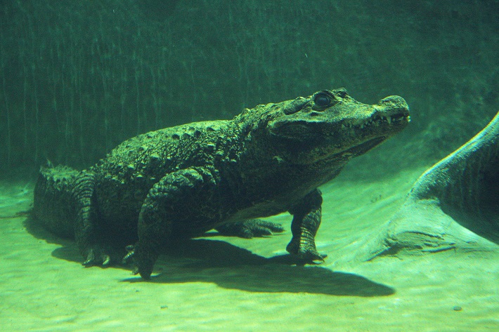 20171007-krokodyl