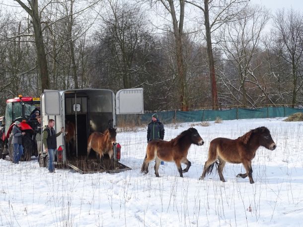 Pětice divokých koní byla vypuštěna do aklimatizační ohrady na Josefovských loukách. (Zuzana Karlíková / ČSO)