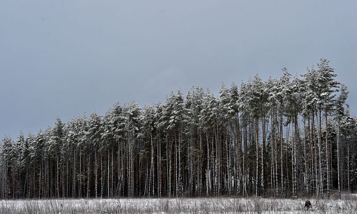 Žena prochází kolem zasněžených stromů v lese nedaleko vesnice Mešerskoje, asi 70 km od Moskvy; 1. února 2016. (Yuri Kadobnov / AFP / Getty Images)