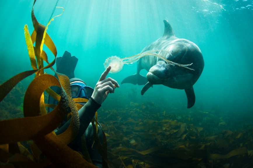 George Karbus delfin